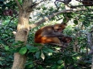 黄山浮溪野生猴谷