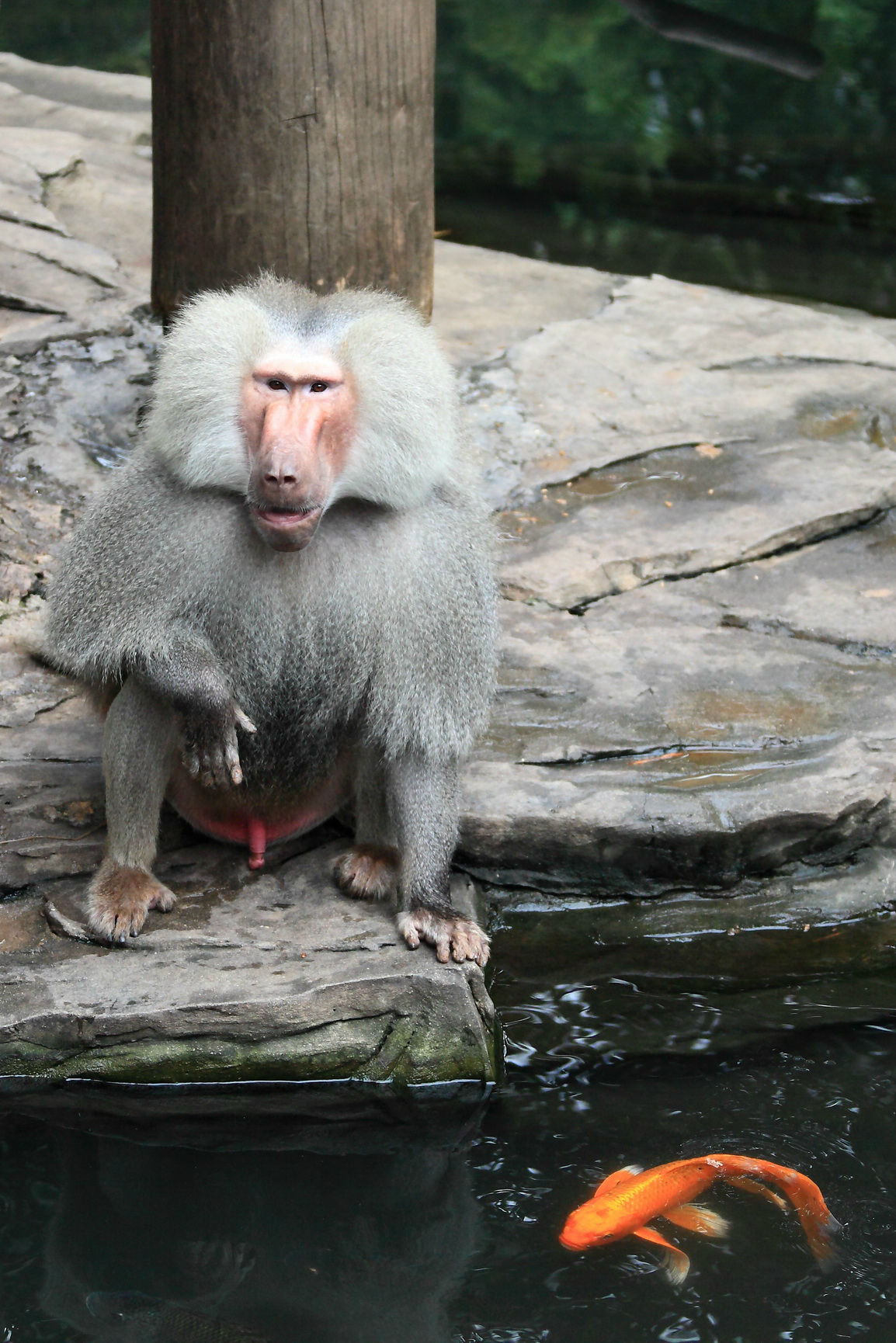 广州长隆野生动物园之狒狒