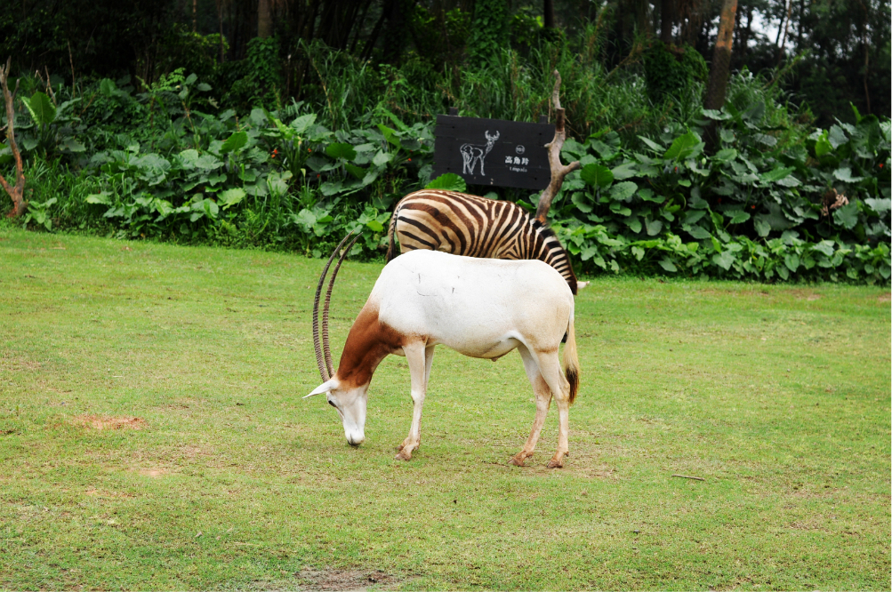 五一亲子游三地三水大旗头村肇庆鼎湖山番禺长隆野生动物园
