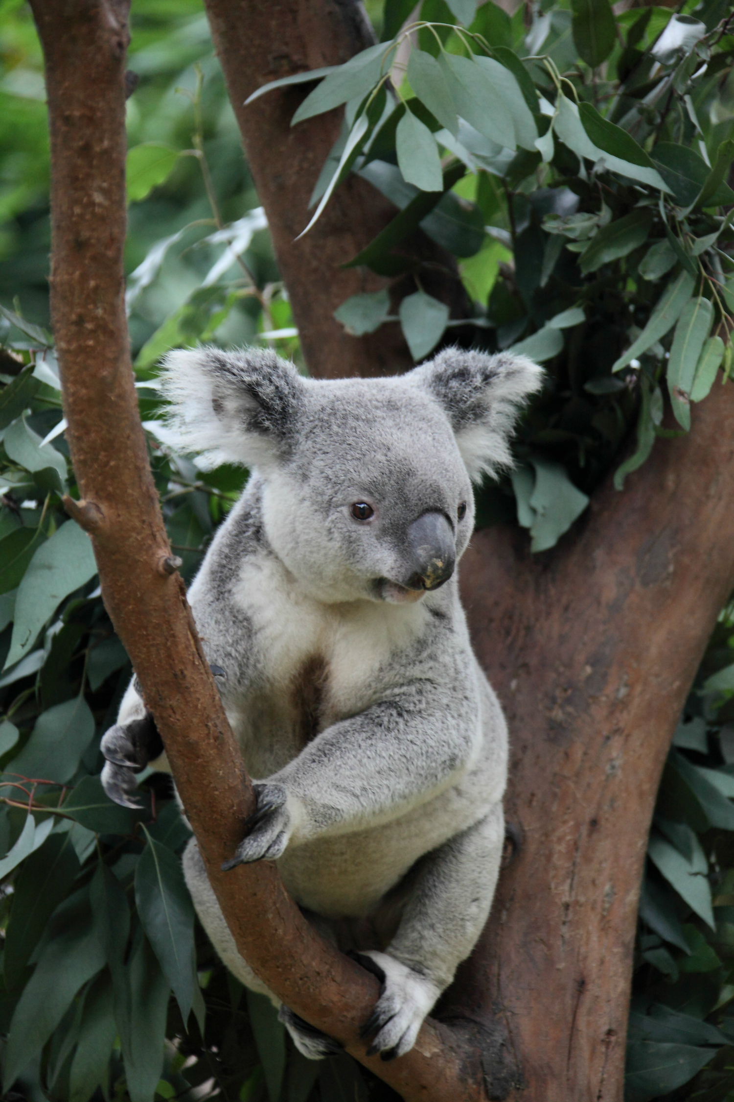 广州长隆野生动物园之考拉