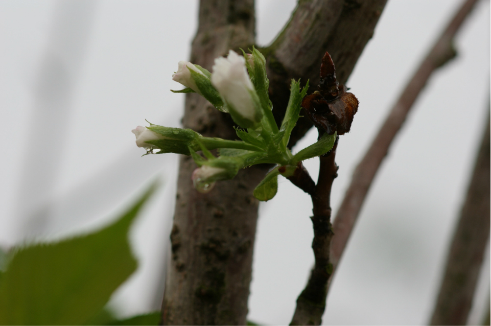 东莞樟木头樱花山庄一小时游