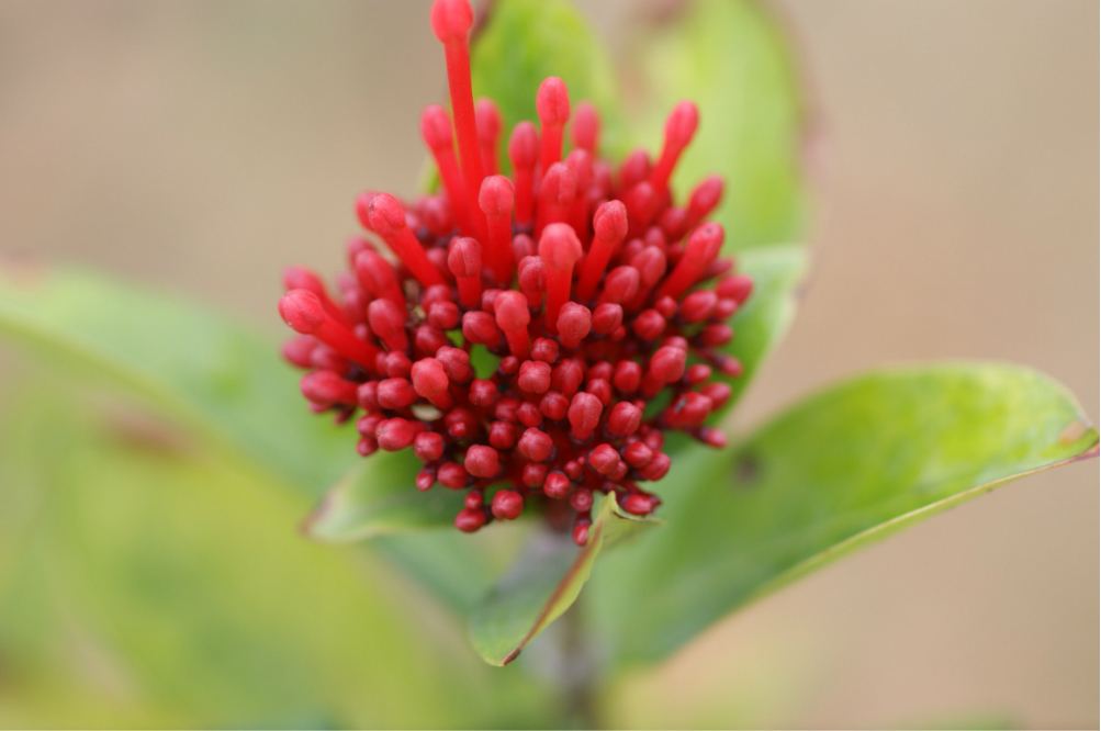 东莞樟木头樱花山庄一小时游