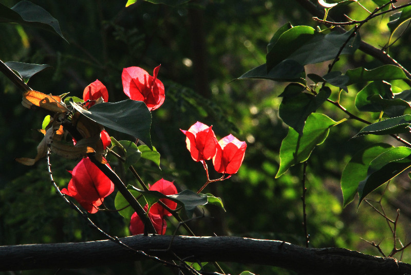 问路边的保安,他告诉我:"这是盐火梅",哪个"盐"字儿?