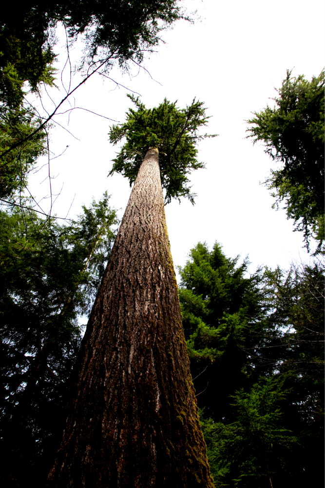 park, wa, ---- forest, beach, snowshoeing,西雅图旅游攻略 - 马