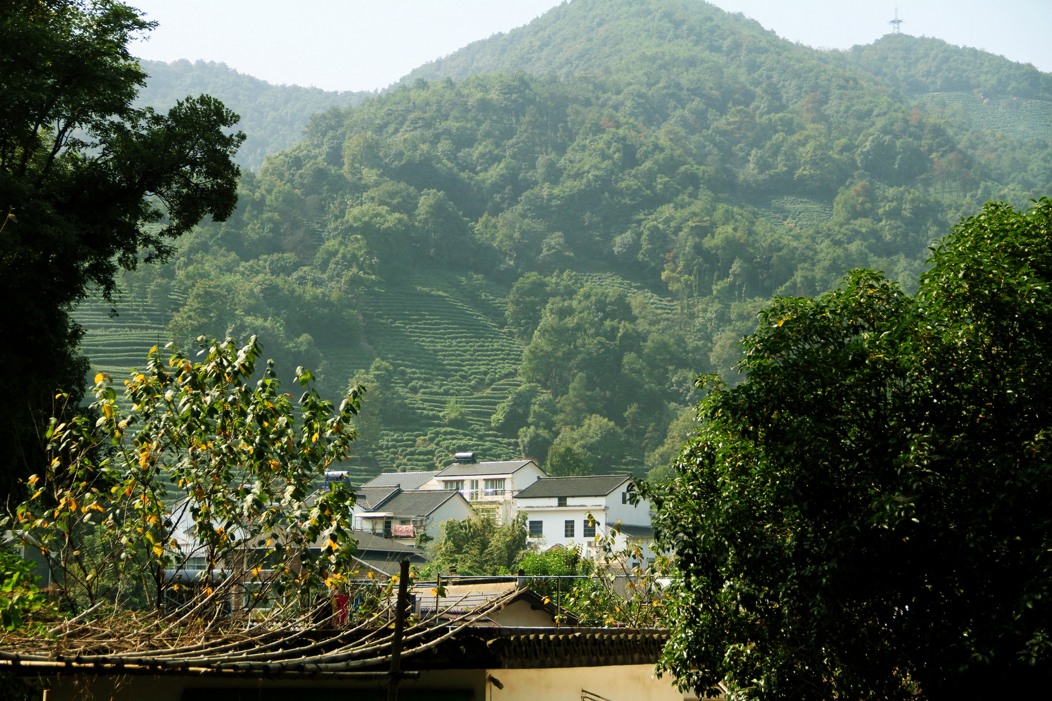什么时候去龙井村好,龙井村最佳旅游时间