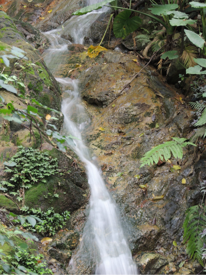 高明西岸森林生态园图片