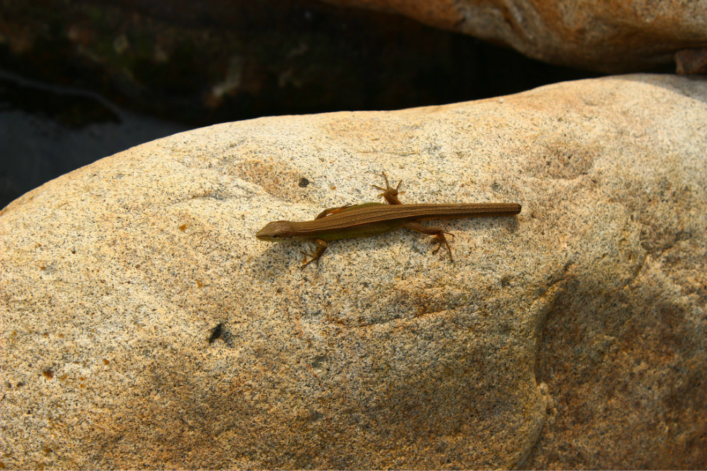 偶然溪边的断尾巴蜥蜴
