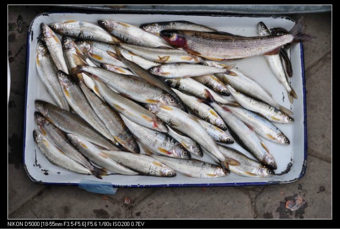 宾馆门前便是市场,看到很多本地特产鱼,狗鱼,要价45元/斤,讲价30元/斤