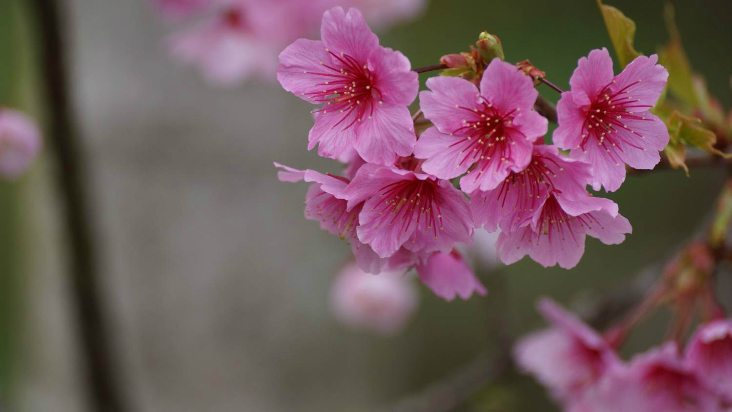 看到温煦的阳光,丝丝细细透光在樱花林间,引蜂招蝶来换望,山林的李花