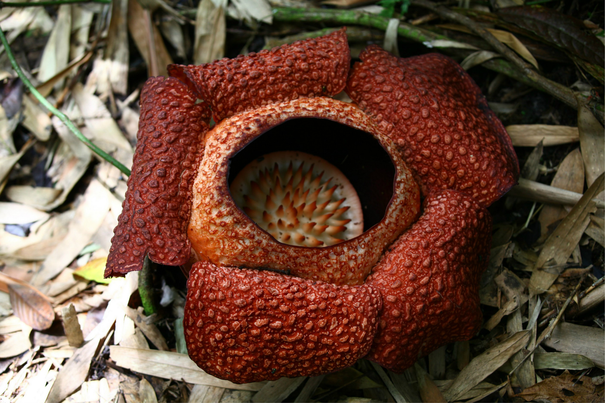 2012仲夏kk亚比api