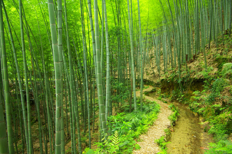 融水城效的老子山,據說老子曾到此一遊.