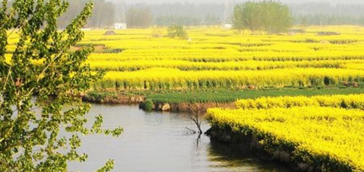 千岛菜花景区