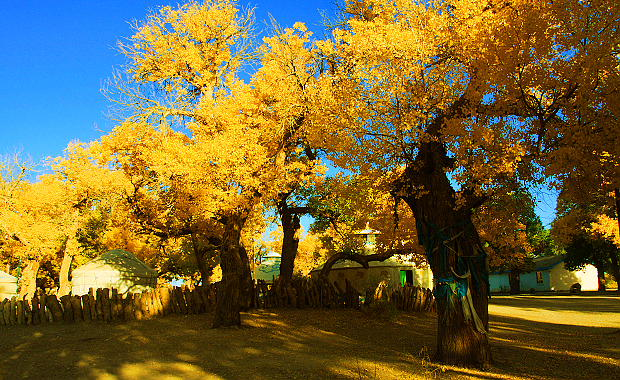 实拍电影《英雄》外景地额济纳四道桥胡杨--《黄色诱惑》之五