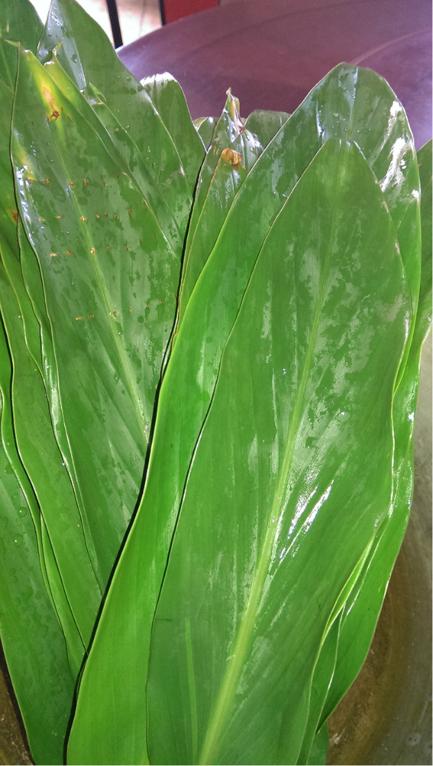 野姜花叶包的粽子