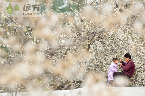 湖北郧县樱桃沟 拥一袭满满的花香入梦
