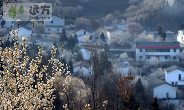 湖北郧县樱桃沟 拥一袭满满的花香入梦