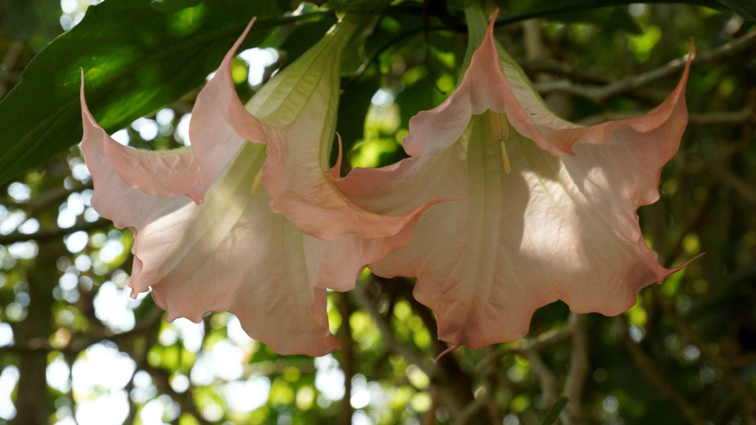 厦门鼓浪屿不知名的花 - 马蜂窝
