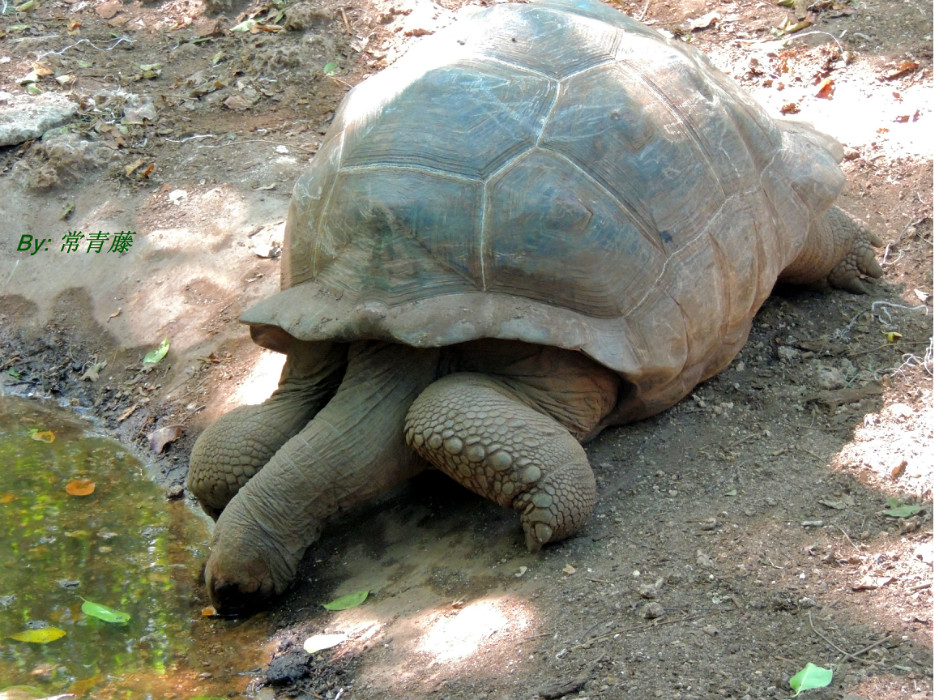 图片坦桑尼亚去一次就爱上一辈子