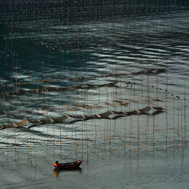 张锦辉霞浦滩涂作品(紫菜篇)