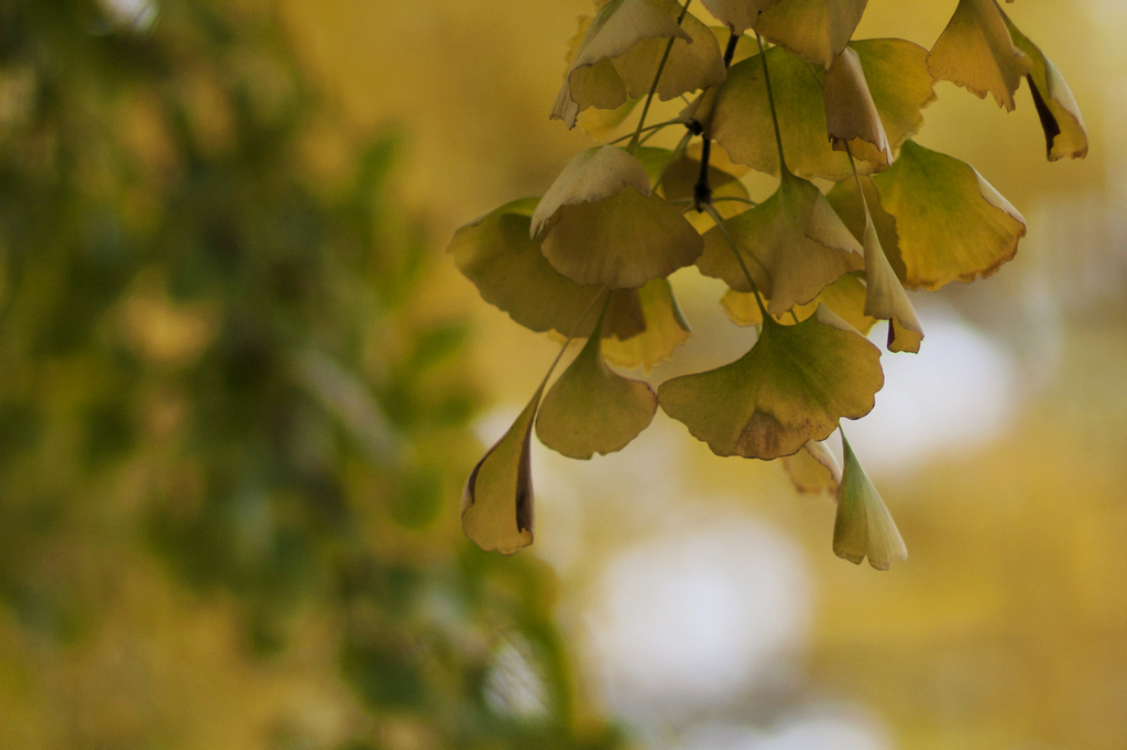 从三里屯东五街到三里屯西六街~拍在银杏叶儿黄前