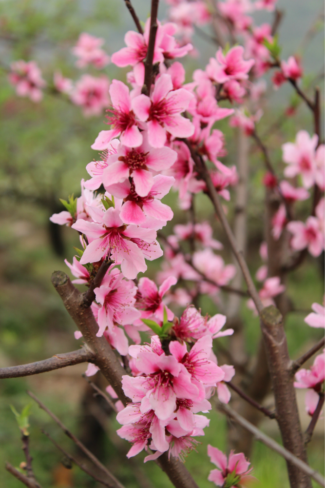 重庆虎峰山桃花节