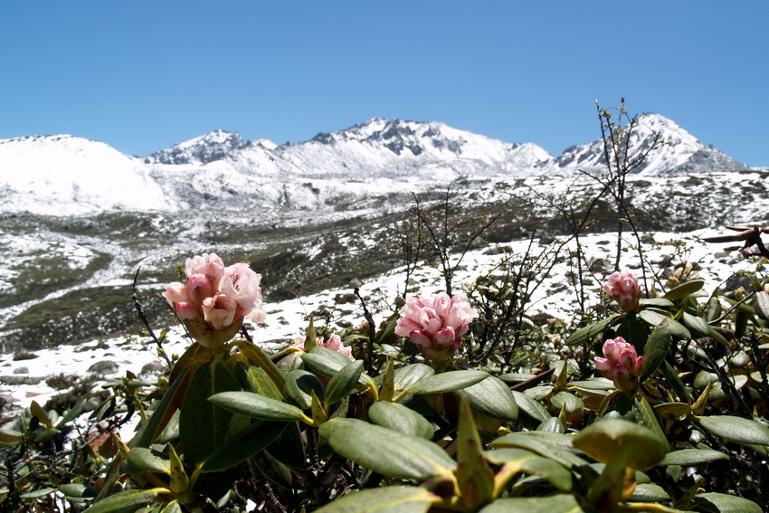 真正称得起"傲霜雪"的花儿---凝毛杜鹃 【转帖】
