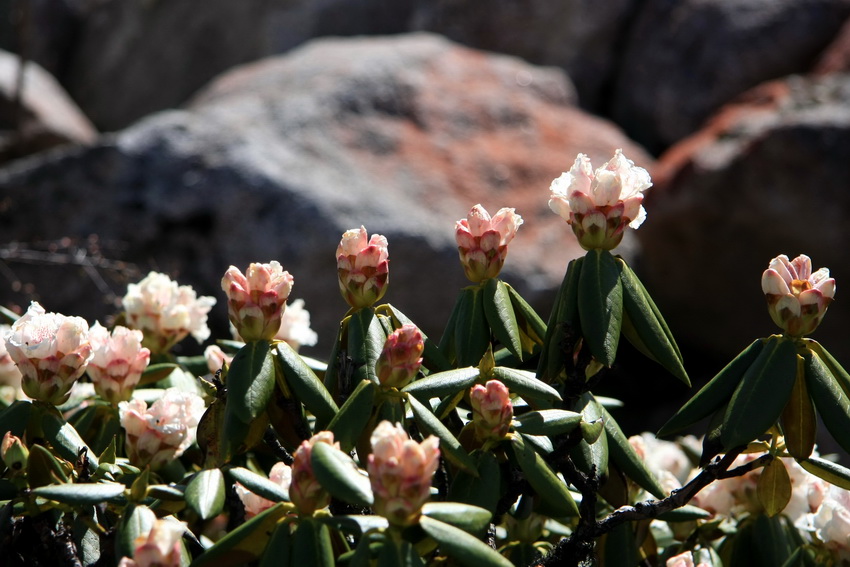 真正称得起"傲霜雪"的花儿---凝毛杜鹃 【转帖】