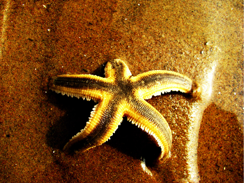 贝壳--小猴贝壳鱼那时候水很清啊.