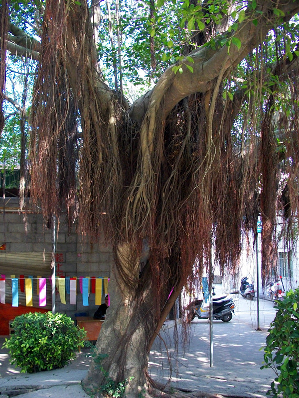 前往第二站:惠安回程的路上,看见了一棵大榕树~温暖的太阳~驱散了冬天