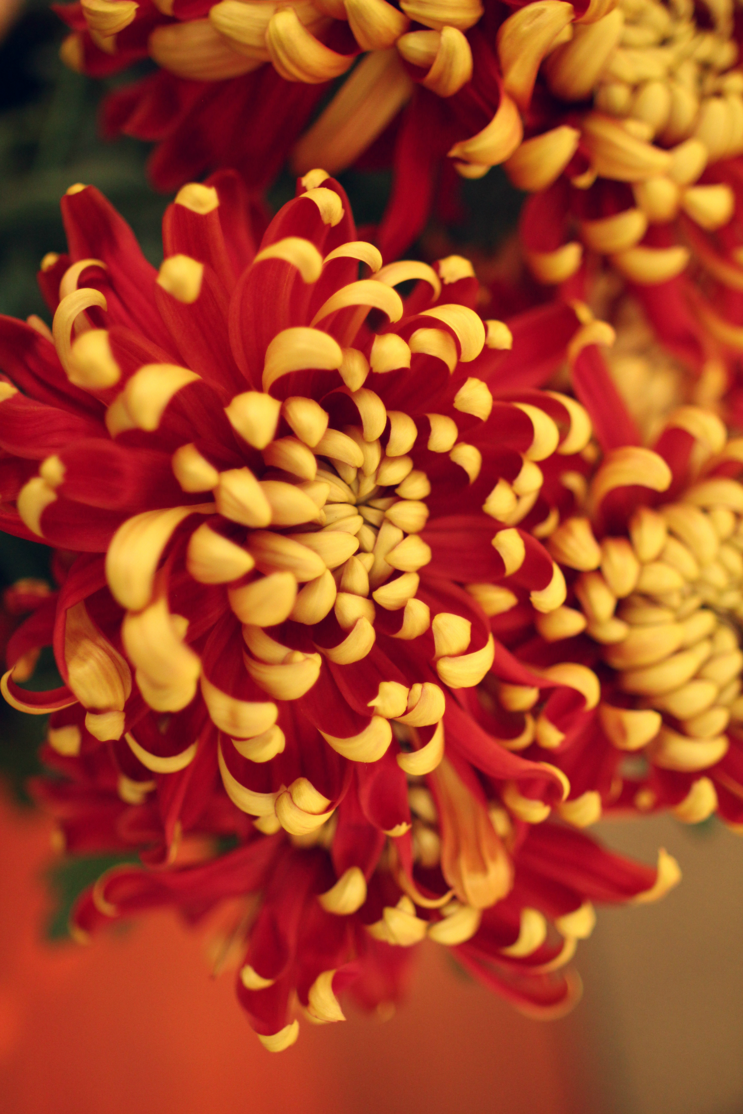 黄金满屋菊富贵 红红火火兆丰年