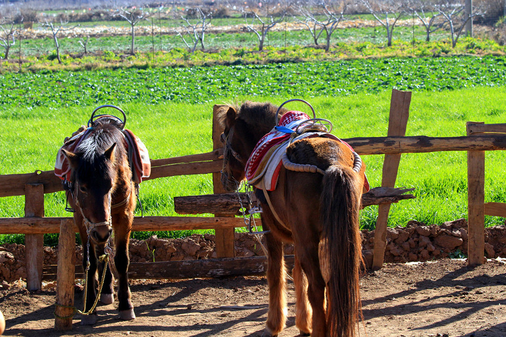 拉市海马场详解小文章大学问拉市海马场到底怎么选