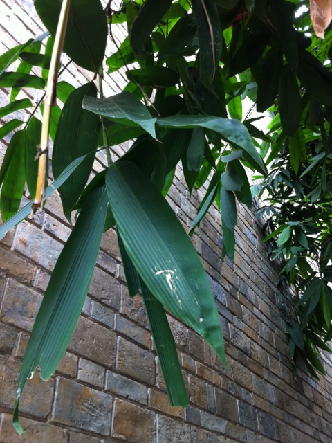 竹子的叶子的样子图片