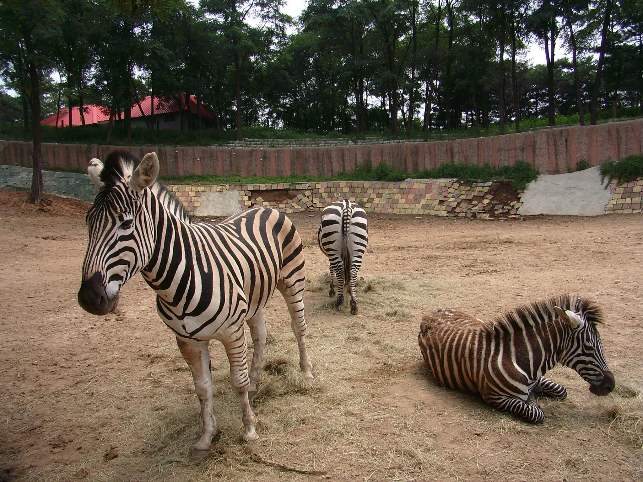 週末閒遊濟南四門塔跑馬嶺野生動物世界