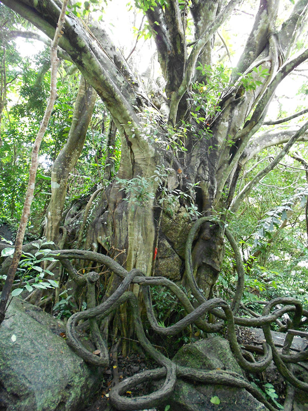 滴水观音是有毒滴.桐亭爱情门中国石千年灵芝洞蟒蛇馆