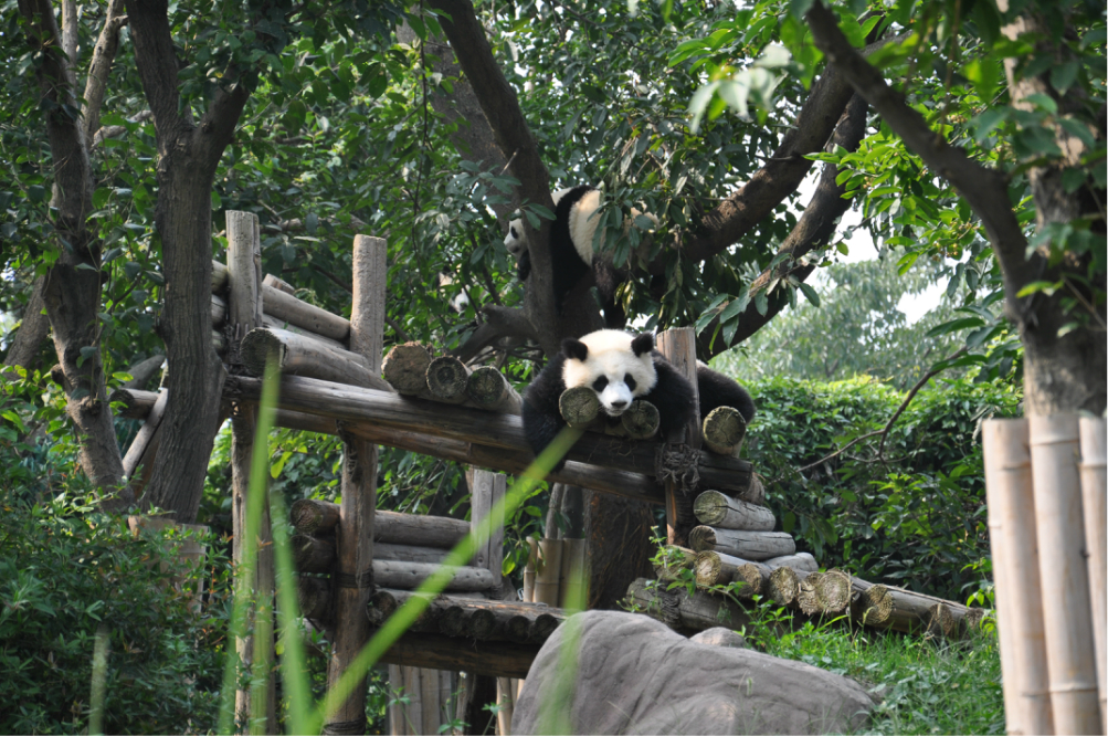走进童话世界成都大熊猫基地九寨沟五日游