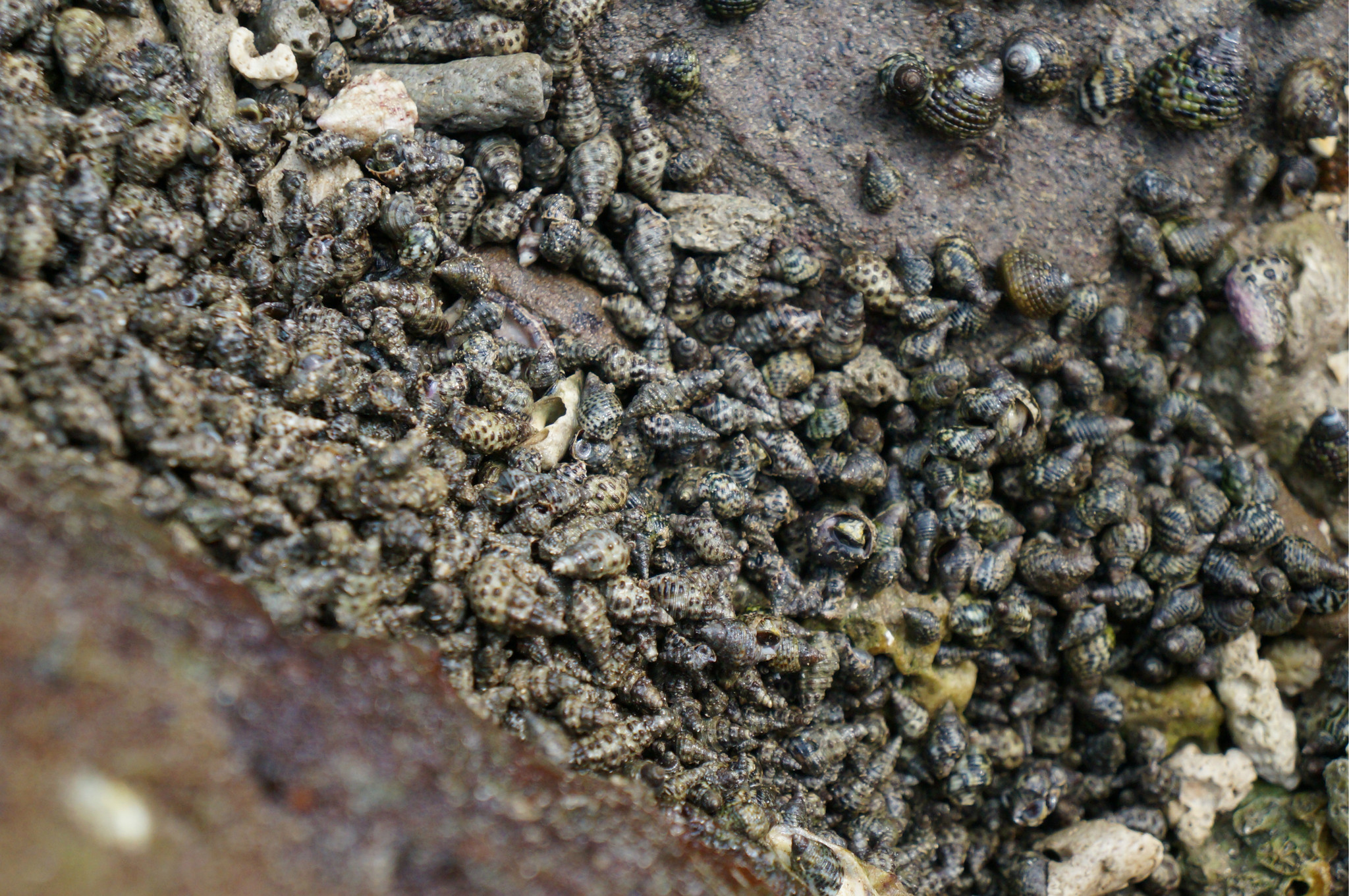 翻开大石头 下面密密麻麻的小螺***离开五彩滩 快中午了 在五彩滩吃了