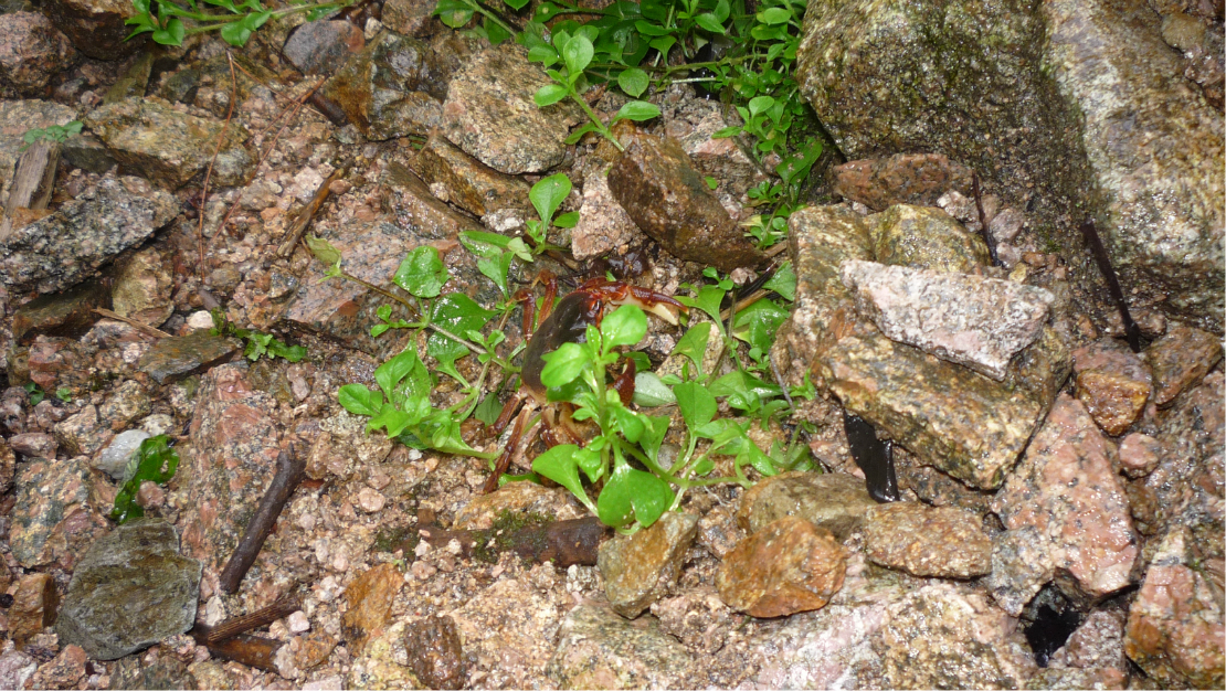 世界全部是七高八低的,土路全部被野草覆盖,最险的鲫鱼背,用来抓手的