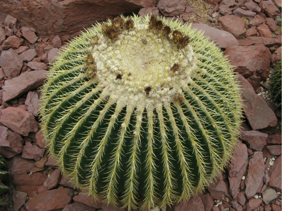 花开花谢飞满天~游辰山植物园,上海辰山植物园旅游攻略 - 马蜂窝