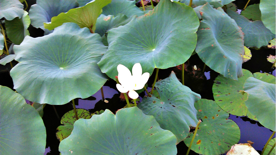 家乡美曾园赵园之莲花香