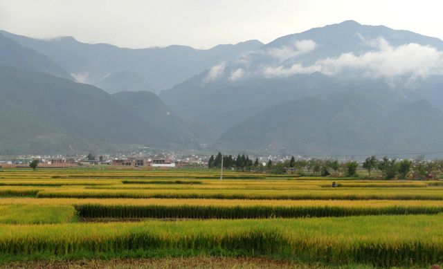骑行环海西路浅酌田园美景countrysidescenewhencyclingalongerhai