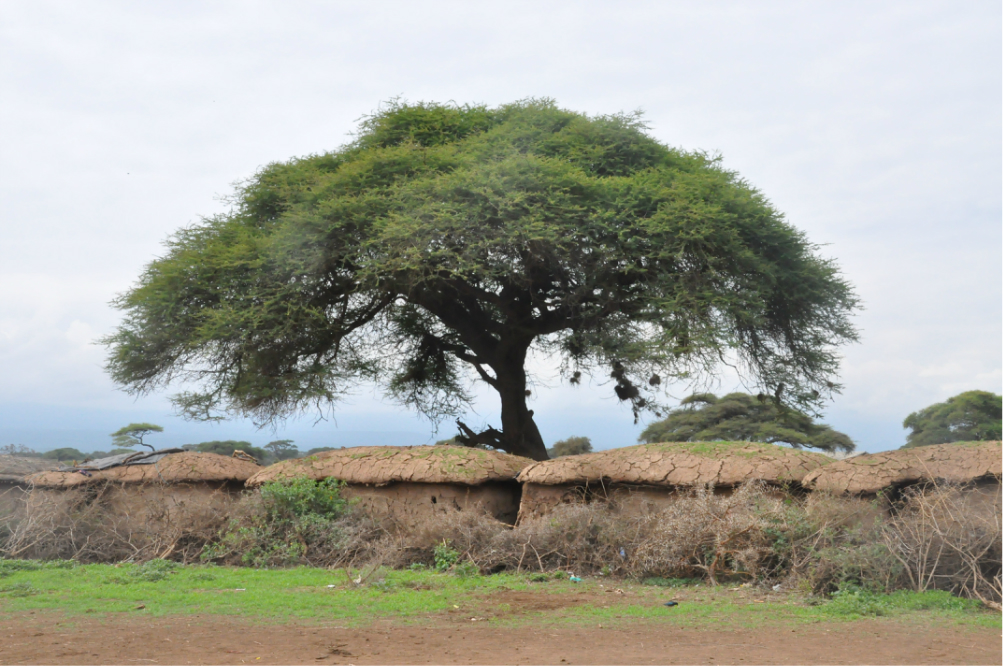 10:00参观马赛村,门票20美元,参观住房,跳舞,钻木取火,小学校,购物.