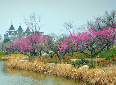 2013超山梅花节,2013年超山梅花节时间—地点—门票 