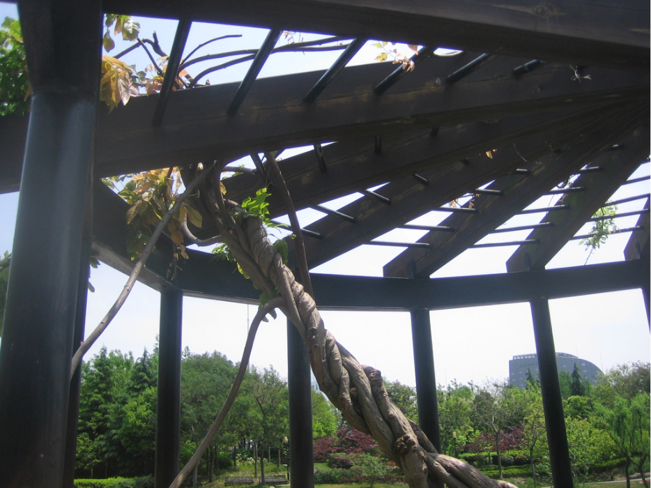 【图片】小眼睛2013上海"豆香园"美景纪实 (图片新闻)