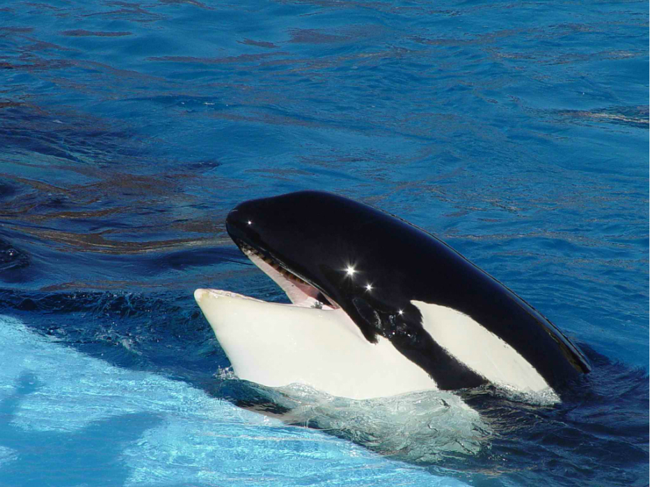 美国圣地亚哥海洋公园海洋馆等考察杀人鲸白鲸鲸鲨