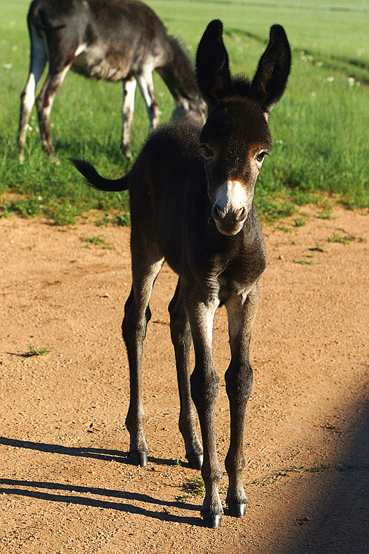 马蹄踏得夕阳碎,卧唱敖包待月明----记内蒙·贡宝拉格草原三日游