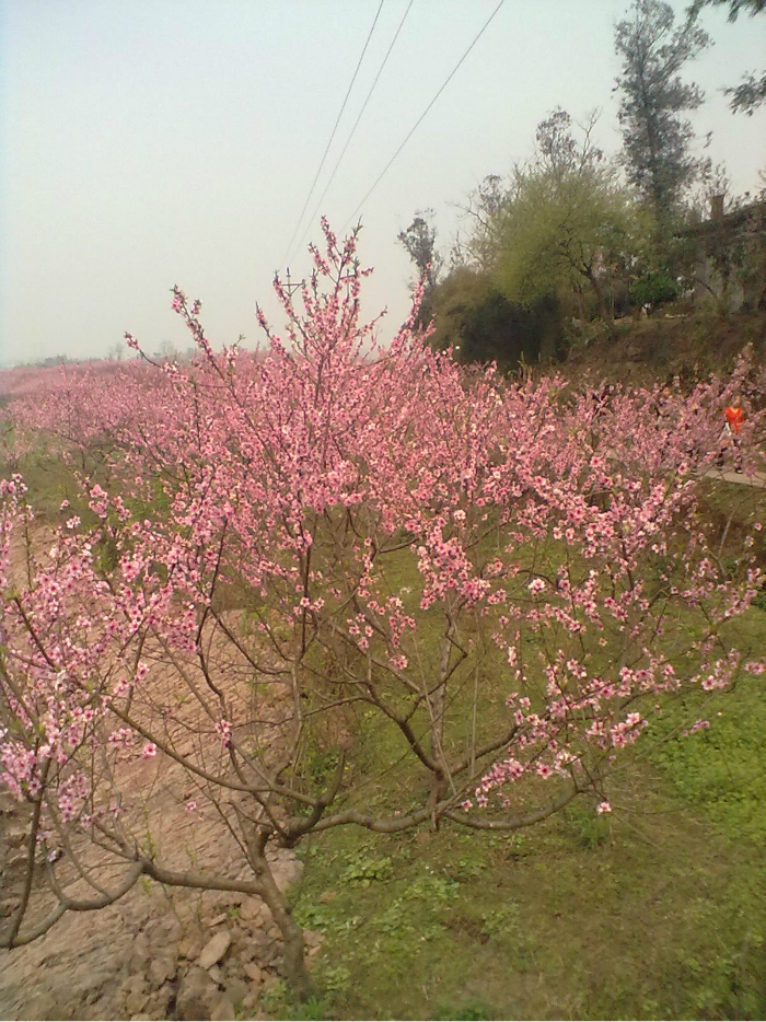 合川桃花节图片