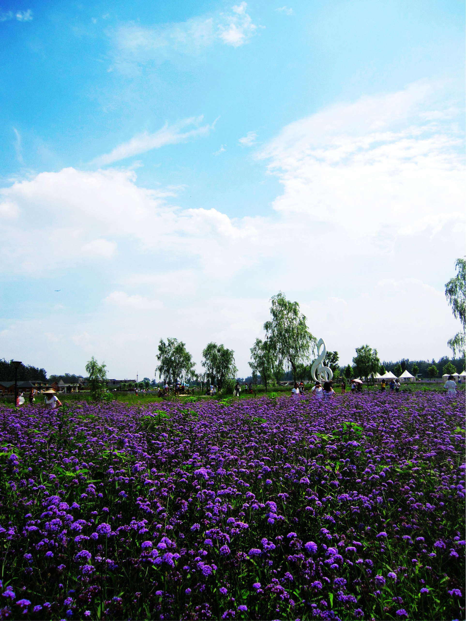 梦幻的邂逅北京蓝调薰衣草庄园