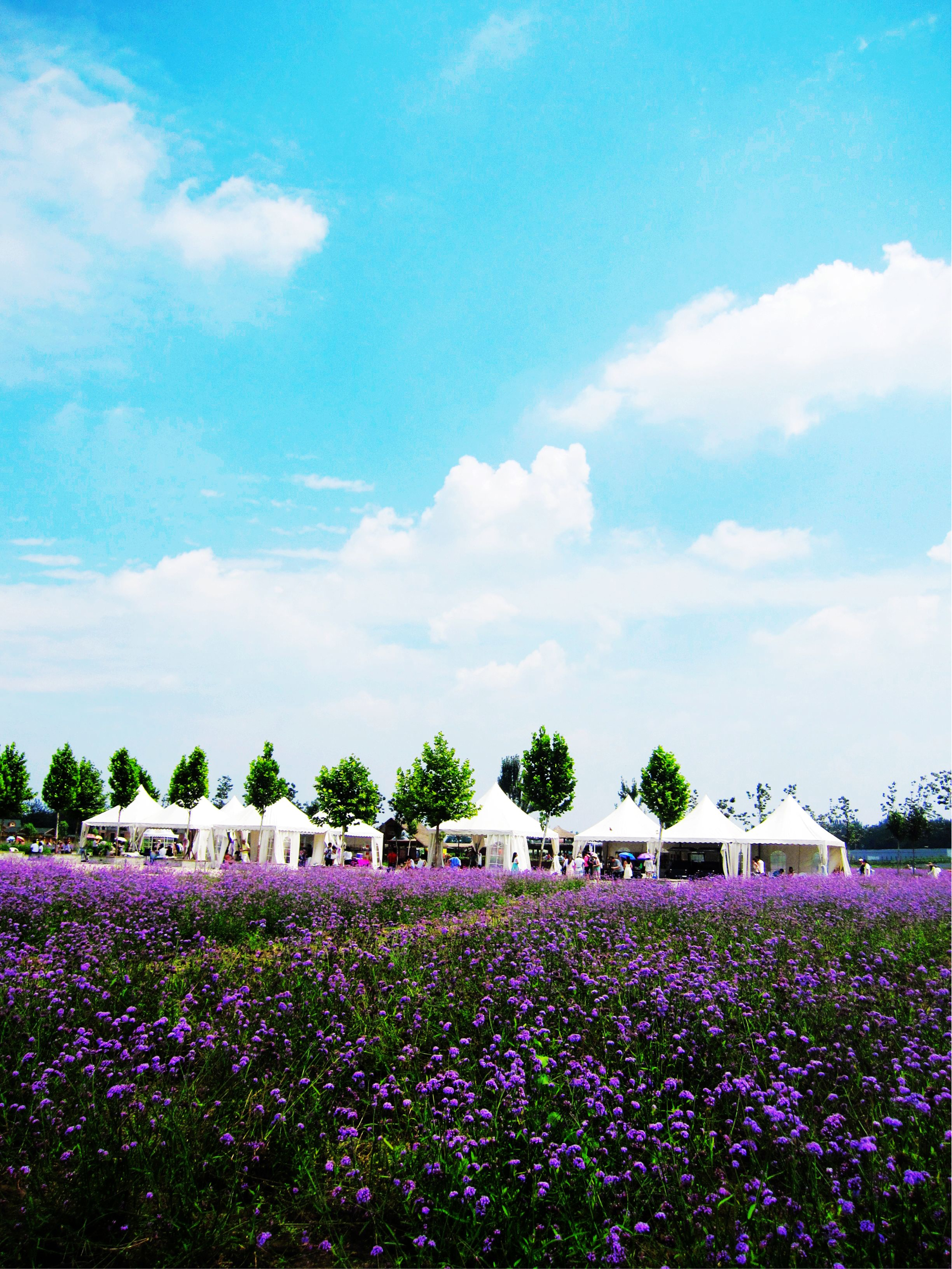 梦幻的邂逅北京蓝调薰衣草庄园