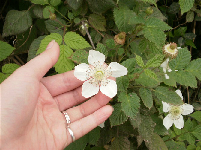 不知名的小花,特别有春天的感觉传说中的癞痢花吗           开玩笑的