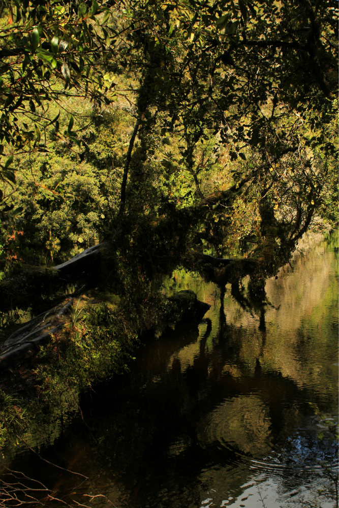 Lake Wombat